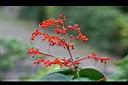 龍船花-花2.jpg