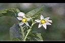 龍葵-花02.JPG