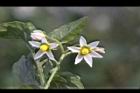 龍葵-花01.JPG