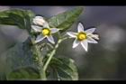 龍葵-花03.JPG
