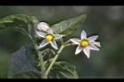 龍葵-花04.JPG