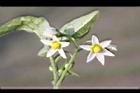 龍葵-花07.JPG