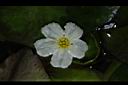 龍骨瓣莕菜-花03.JPG