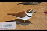 小環頸行04.JPG