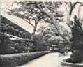 東望松.芒果樹.jpg