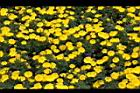 花毯節038.JPG