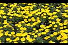 花毯節039.JPG