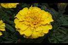 花毯節043.JPG
