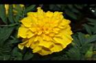 花毯節044.JPG