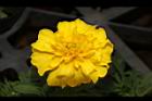 花毯節045.JPG