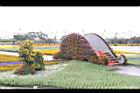 花毯節058.JPG