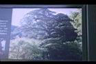 阿里山206.JPG