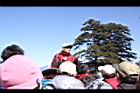 阿里山231.JPG