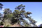 阿里山250.JPG
