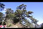 阿里山251.JPG