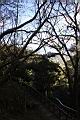 阿里山264.JPG