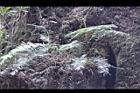阿里山45.JPG