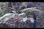 阿里山46.JPG
