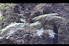 阿里山47.JPG
