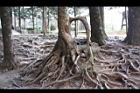 阿里山71.JPG