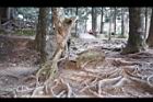 阿里山76.JPG