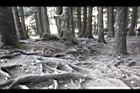 阿里山80.JPG