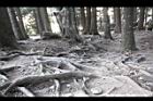 阿里山81.JPG