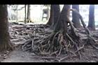阿里山84.JPG