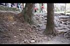 阿里山90.JPG