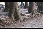 阿里山97.JPG