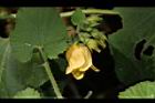 青牛膽-雄花00.JPG