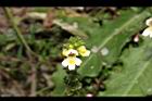 1100925合歡山34.JPG