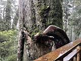 棲蘭山111032810.JPG