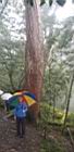 棲蘭山111032822.JPG