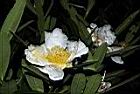 16大頭茶-花02.JPG
