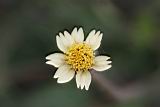 03長柄菊-花5.jpg