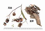 06直幹相思樹-實03.JPG