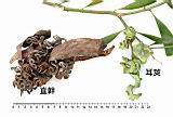 07直幹相思樹-實09.JPG