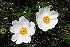琉球野薔薇-花16.JPG
