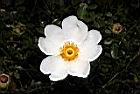 琉球野薔薇-花27.JPG