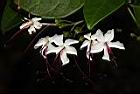 苦藍盤-花04.JPG