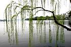 垂柳-北京02.JPG