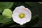 書帶木-花02.jpg
