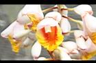 月桃-花43.jpg