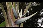 白鳥蕉-花08.JPG