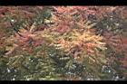 黃連木-嫩葉7.jpg