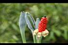姑婆芋-花實08.jpg