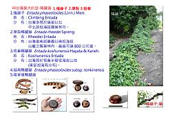 08台灣最大的豆.jpg