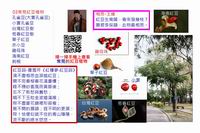 03常見紅豆植物.jpg