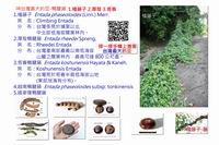 08台灣最大的豆.jpg